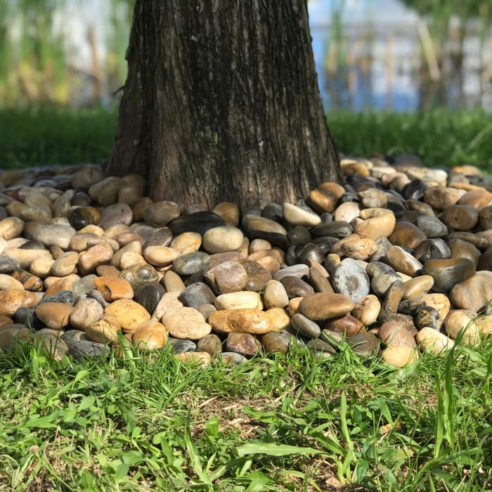 Pebbles layered around a tree trunk