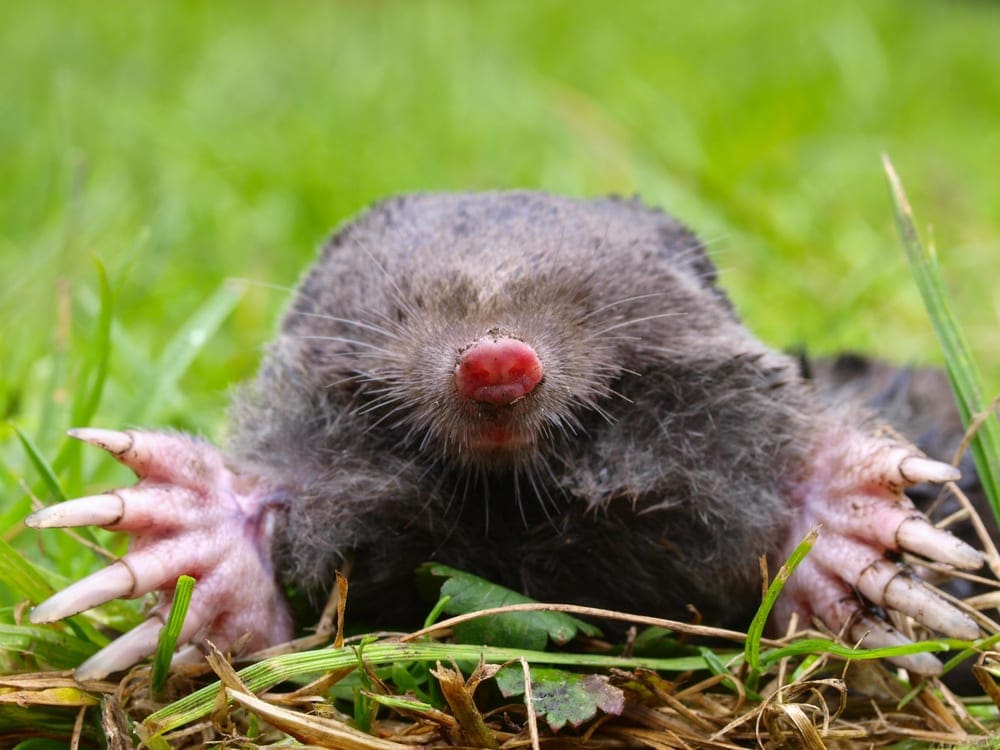 How To Get Rid Of Moles Margo Garden Products