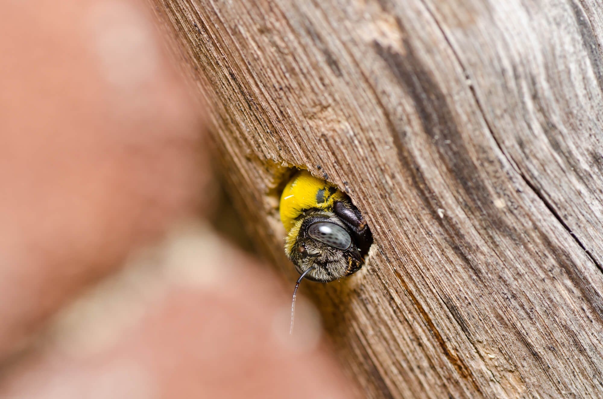 Stop Carpenter Bees From Making A Holey Mess Of Your Home Margo Garden Products