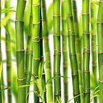 Close up of green bamboo