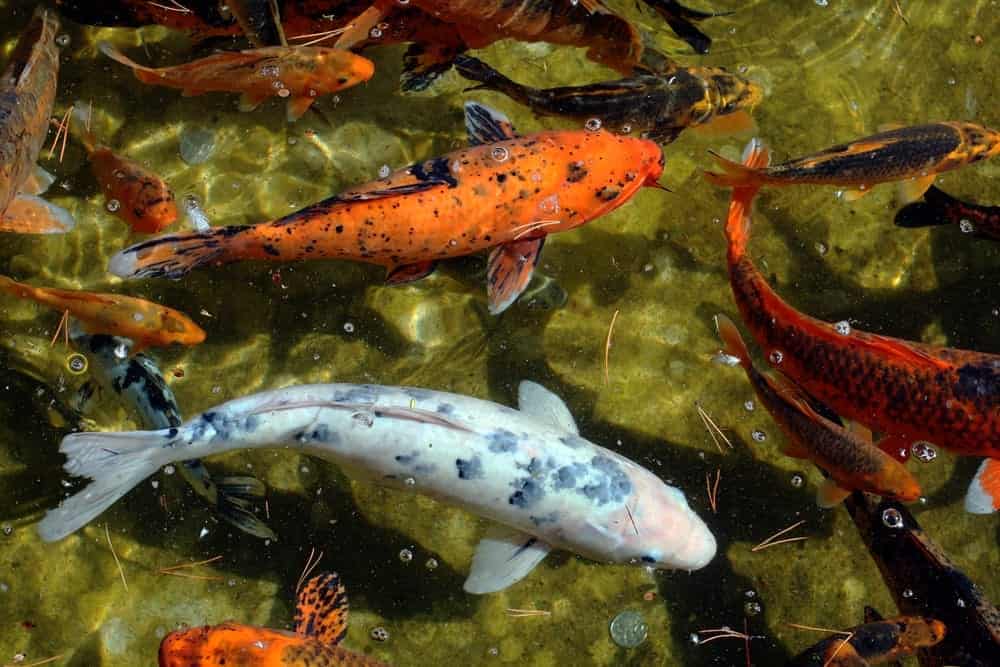 Beautiful Koi fish in a pond