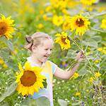 Little girl playing in the sunflowers