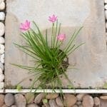 Using landscape pebbles to decorate flowers