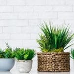 Potted plants against a white background