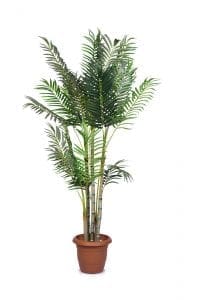 Parlor Palm Tree