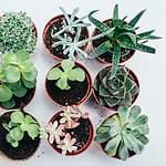 Small potted succulents