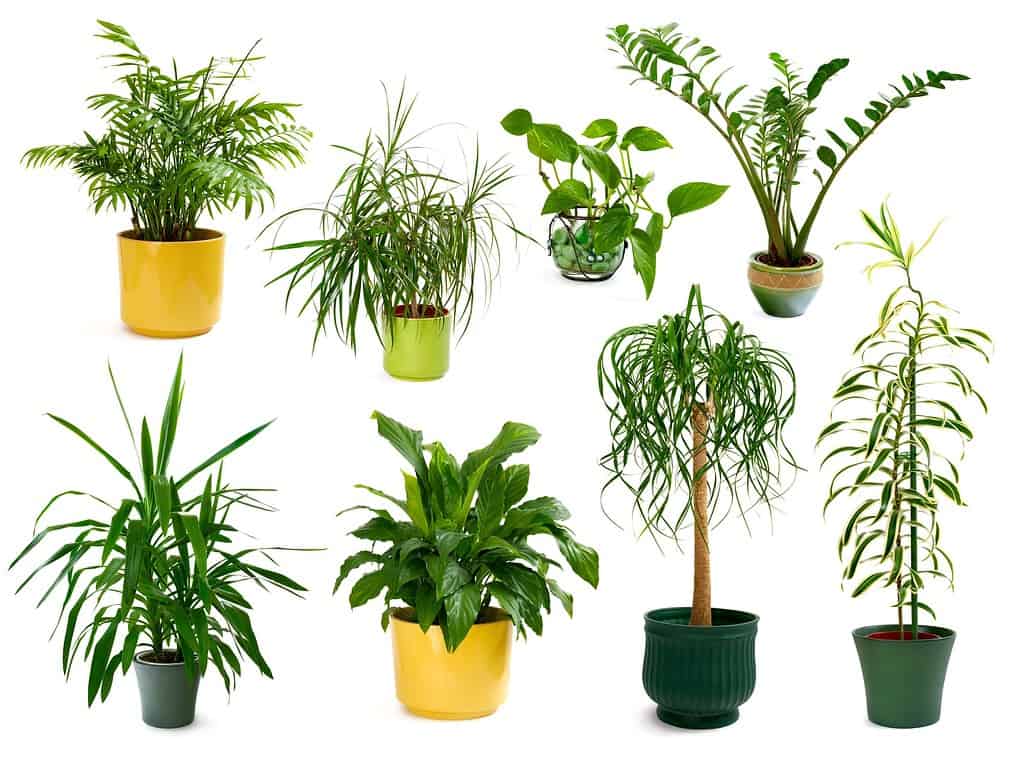 Different indoor plants