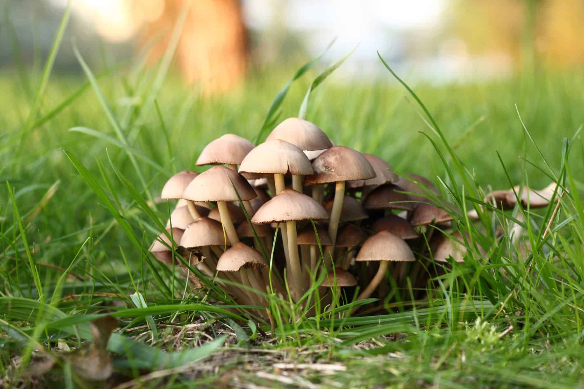 A cluster of mushrooms