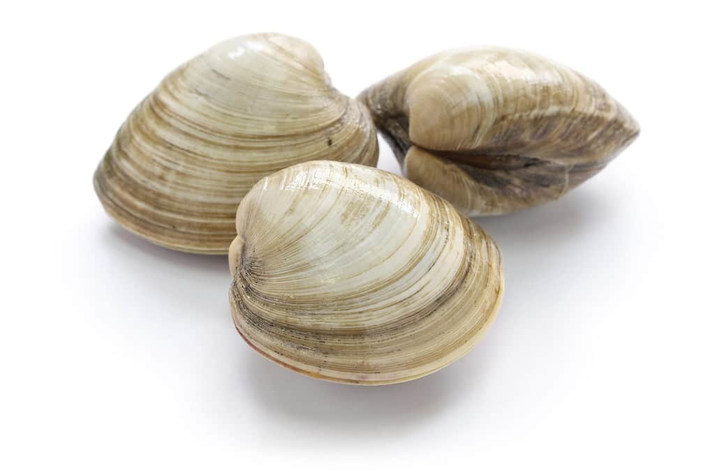 A group of Quahog seashells
