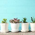 Potted plants against a blue wall
