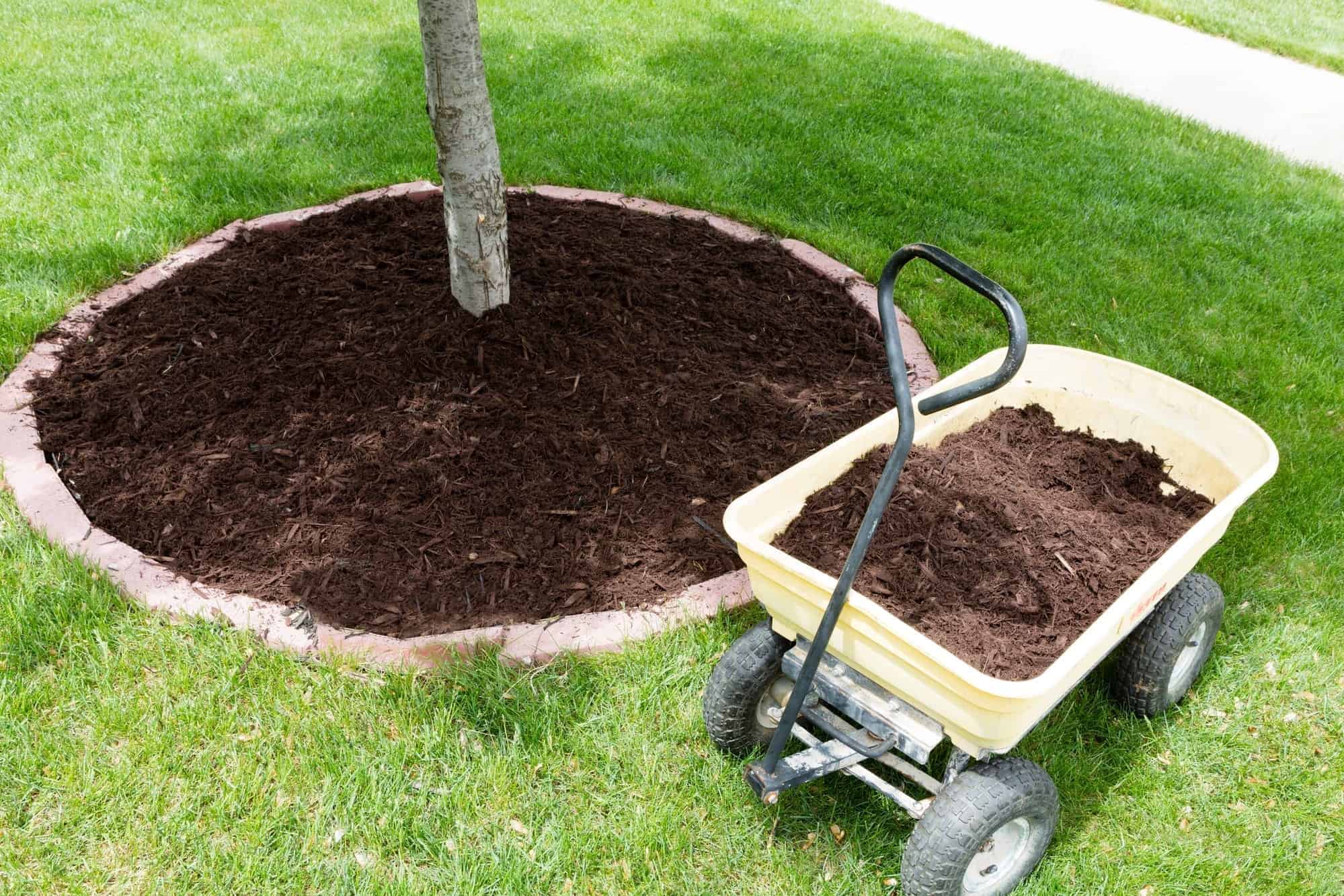 How to mulch a tree