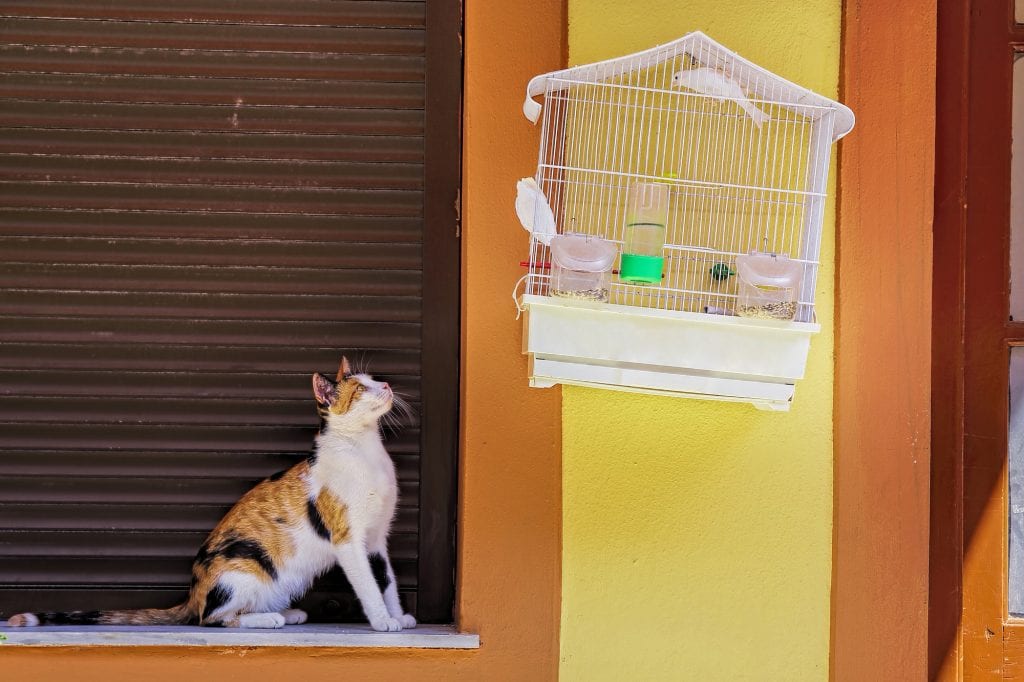 A cat watches a bird in a cage
