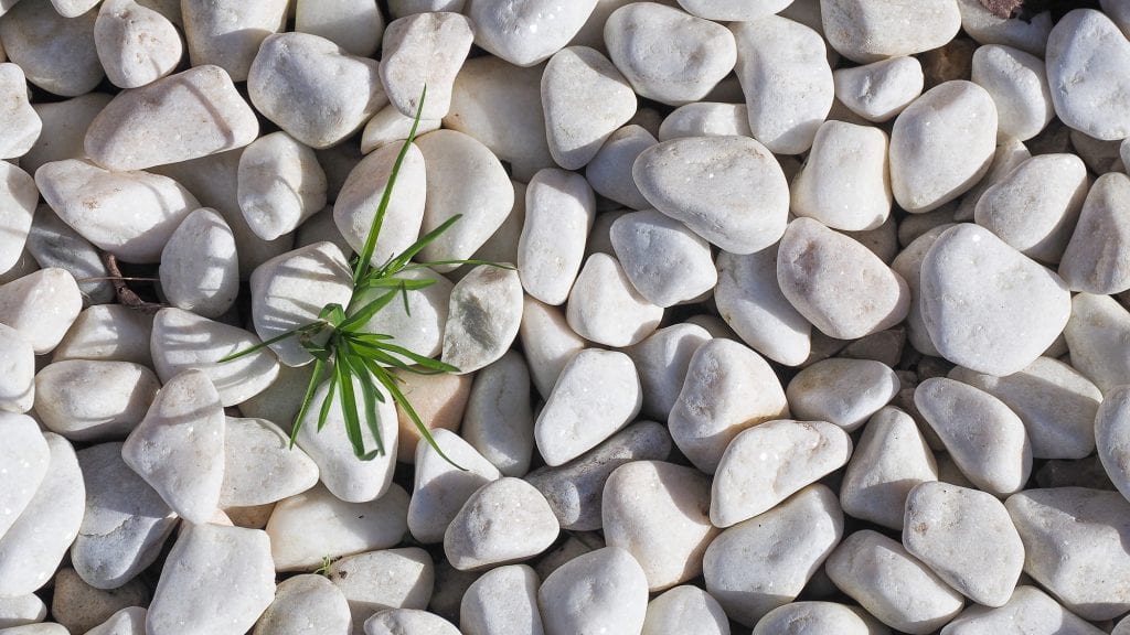 A single weed growing in-between white pebbles