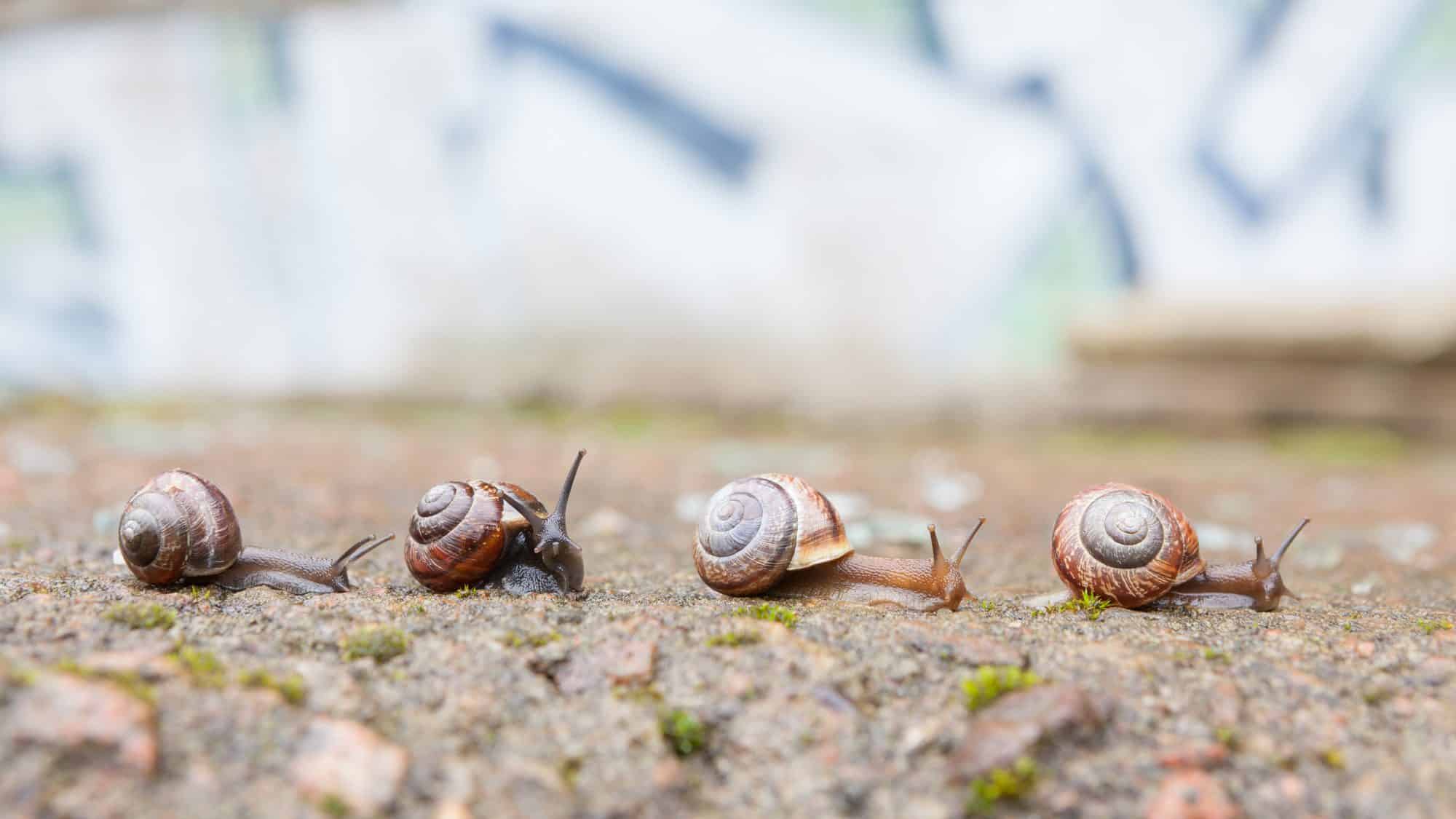 Snails moving over the ground