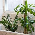 Washing indoor plants