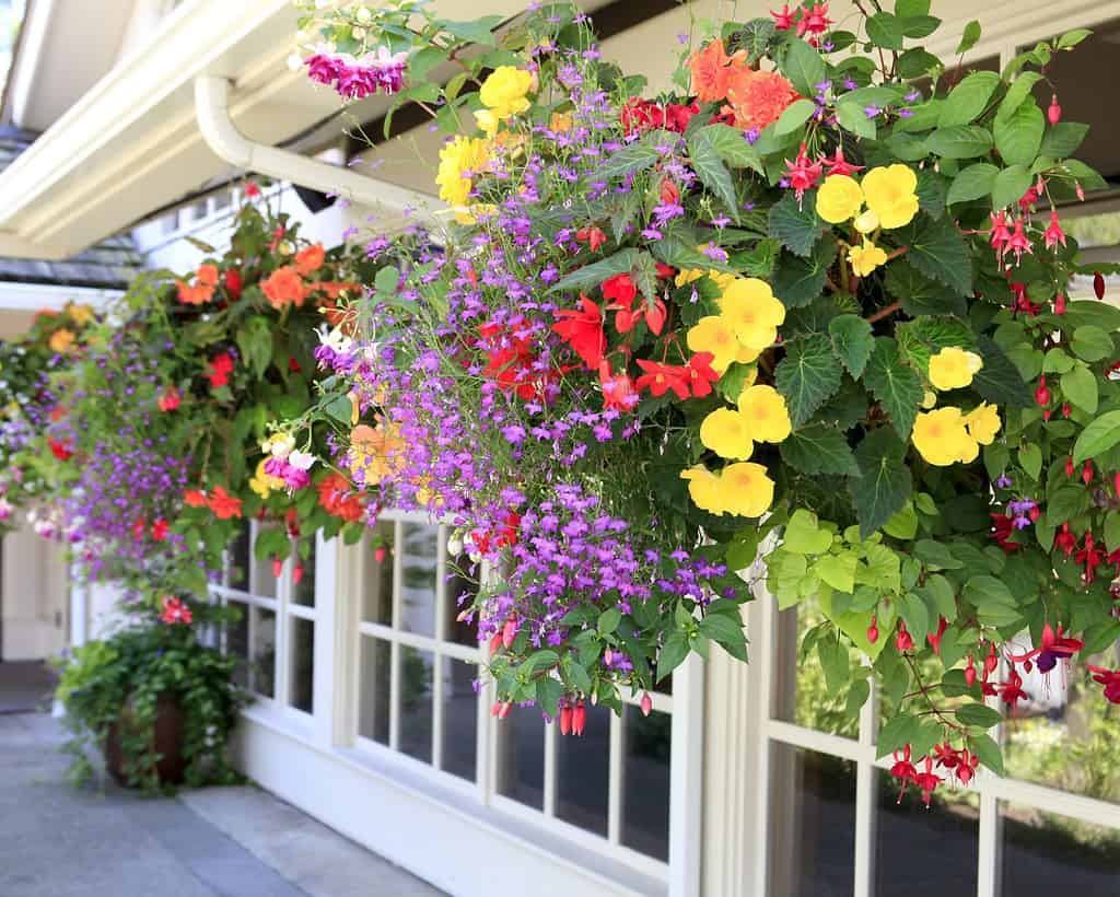 Many hanging baskets with flowers outside of house windows.