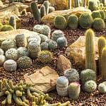 A variety of cactus in desert garden
