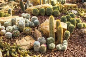 A variety of cactus in desert garden